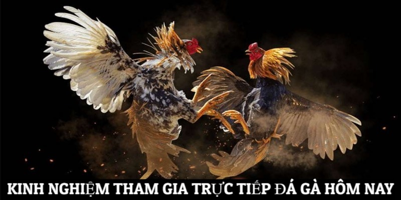 Kinh nghiệm tham gia game trực tiếp đá gà hôm nay