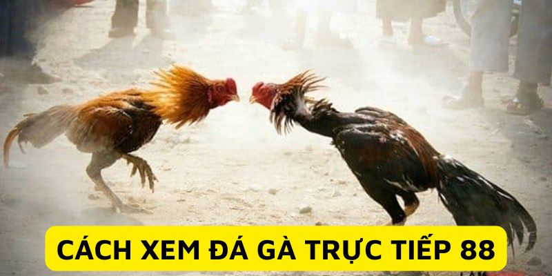 Xem đá gà trực tiếp 88 nhanh